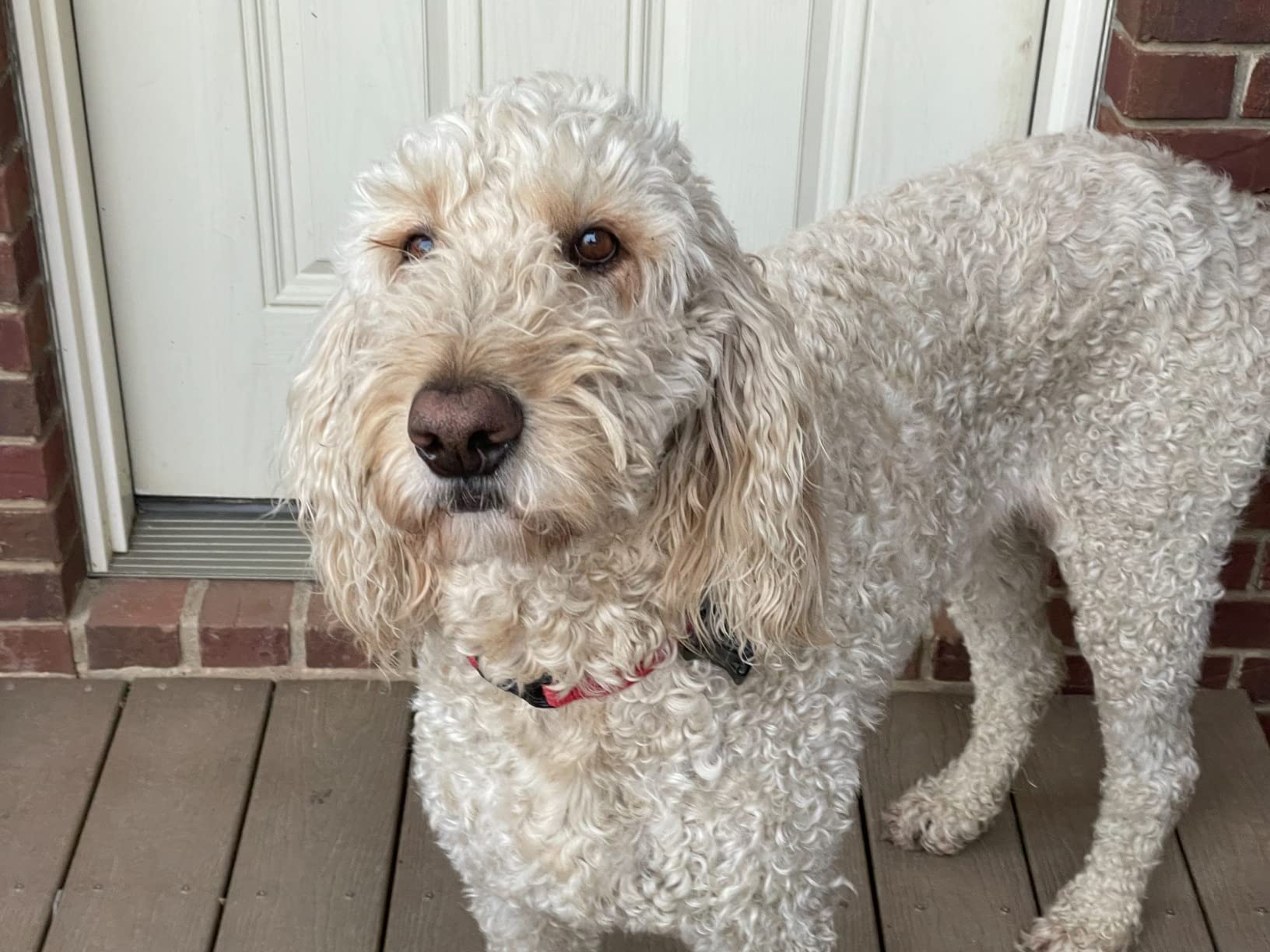 Tractive GPS Dog Tracker (2025 Release) Real-time Pet Location Tracker | Health & Wellness Alerts | Virtual Fence for Dogs | Bark Monitoring (Brown w/Olive Cover) customer photo 2