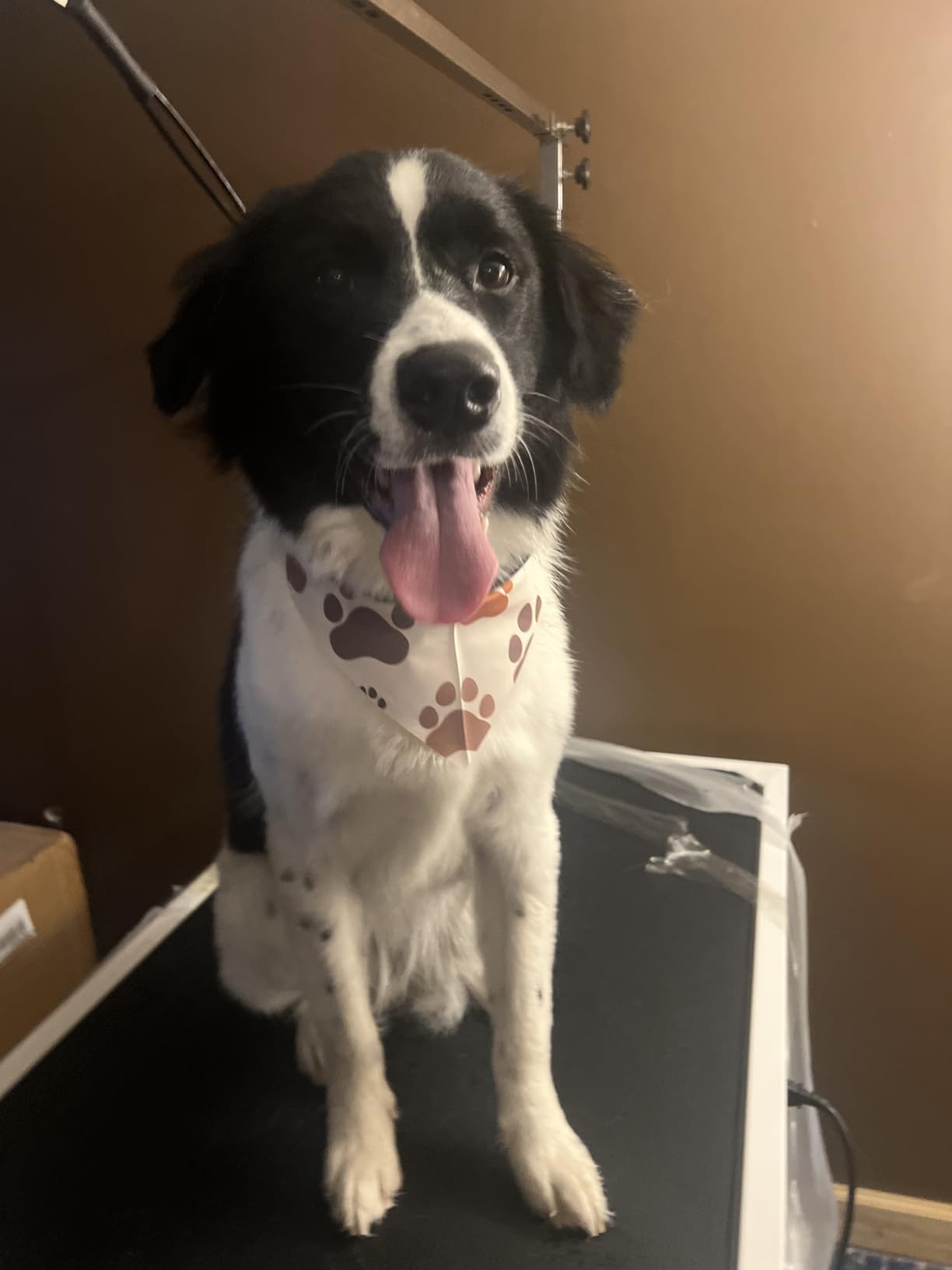 Electric Lift Pet Dog Grooming Table, Upgrade 50 Inch Heavy Duty 9'' -36'' Adjustable Height Professional Pet Grooming Table with Tool Organizer, Adjustable Overhead Arm for Large Dogs at Home, White customer photo 2