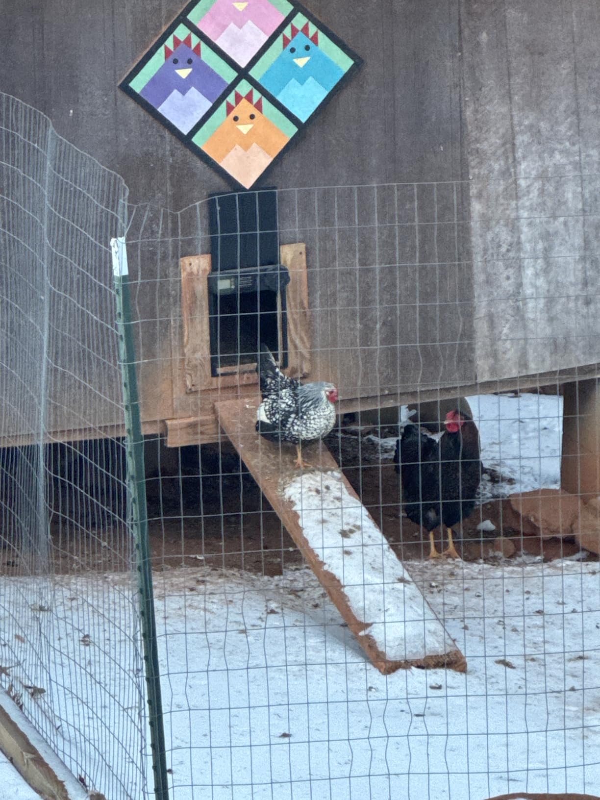 Automatic Chicken Coop Door Battery Powered, LCD Display Large Aluminum Auto Chicken Coop Opener with Anti-Pinch Sensor, Smart Timer & Waterproof for Hens, Ducks, Geese Poultry customer photo 1