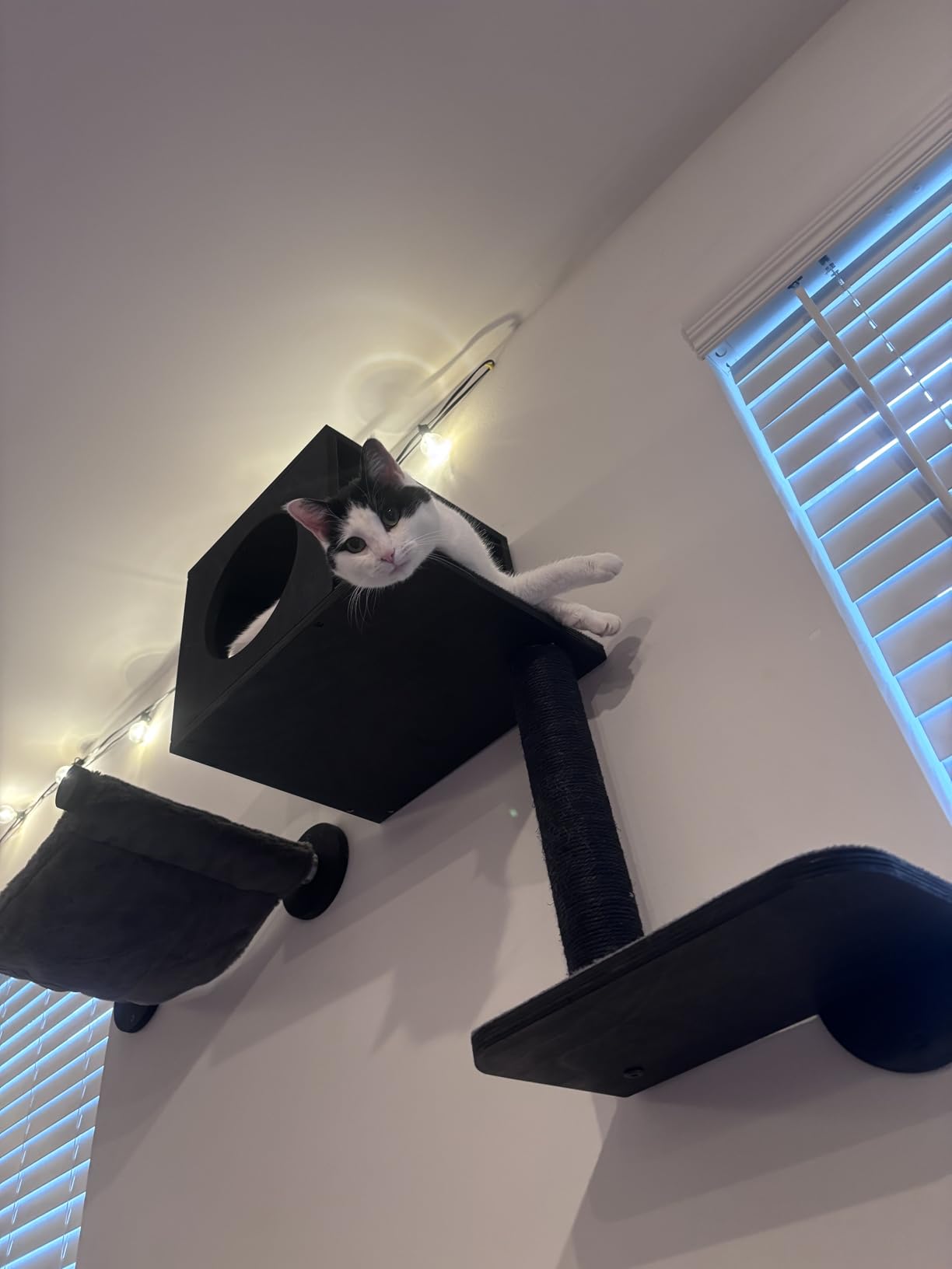 FUKUMARU Cat Wall Shelves, 5-Piece Stable Wooden Wall-Mounted Furniture Set, Kitty Climber with Hammock, House, Steps, Scratching Post (Beige) customer photo 2