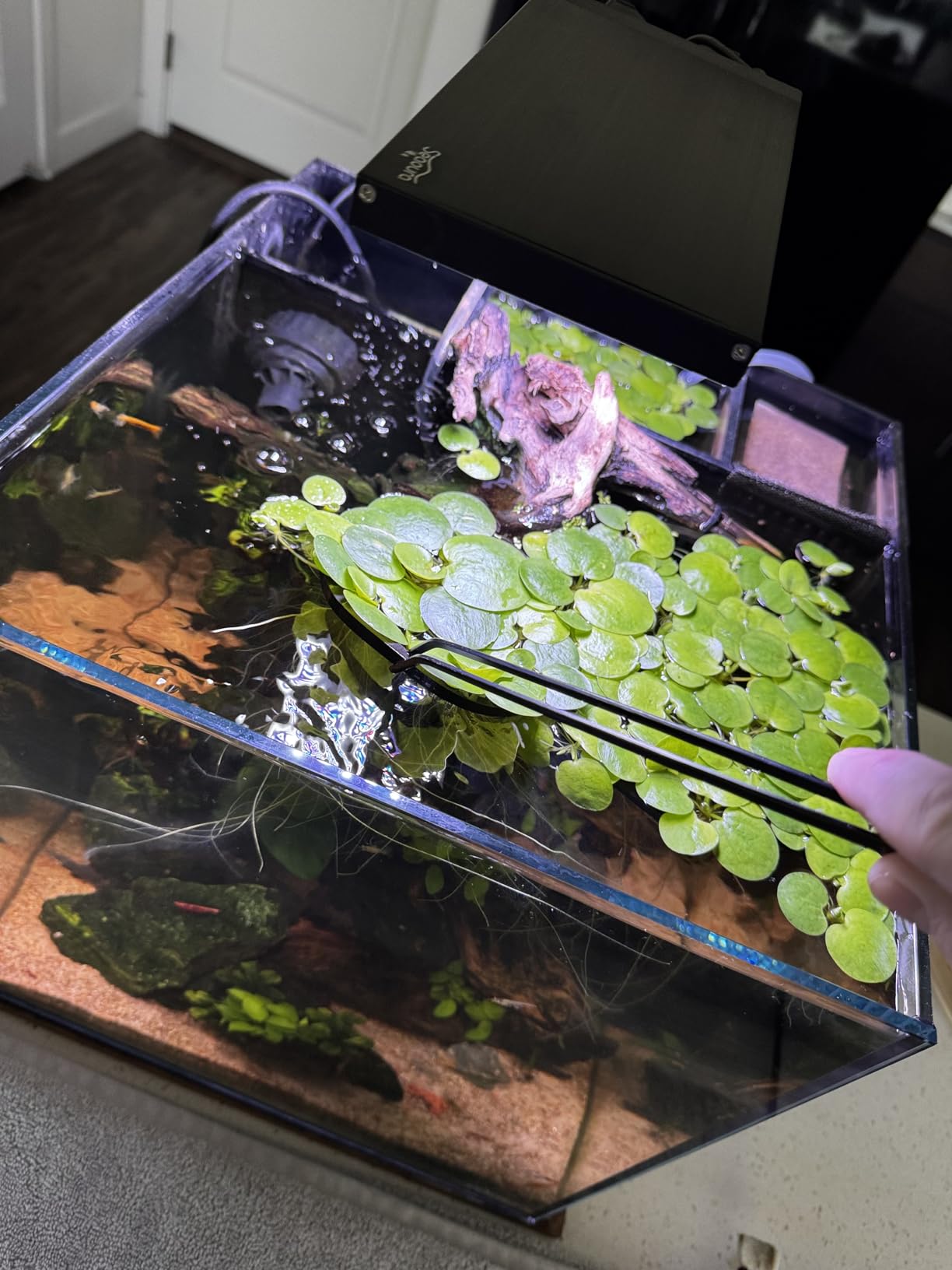 Tifanso Aquarium Aquascape Tools Kit - 4 in 1 Terrarium Decor Supplies with Long Tweezers Feeding Tongs, Aquarium Scissors, Algae Scraper, Live Fish Plants Tank Accessories Cleaning Trimming Kit customer photo 1