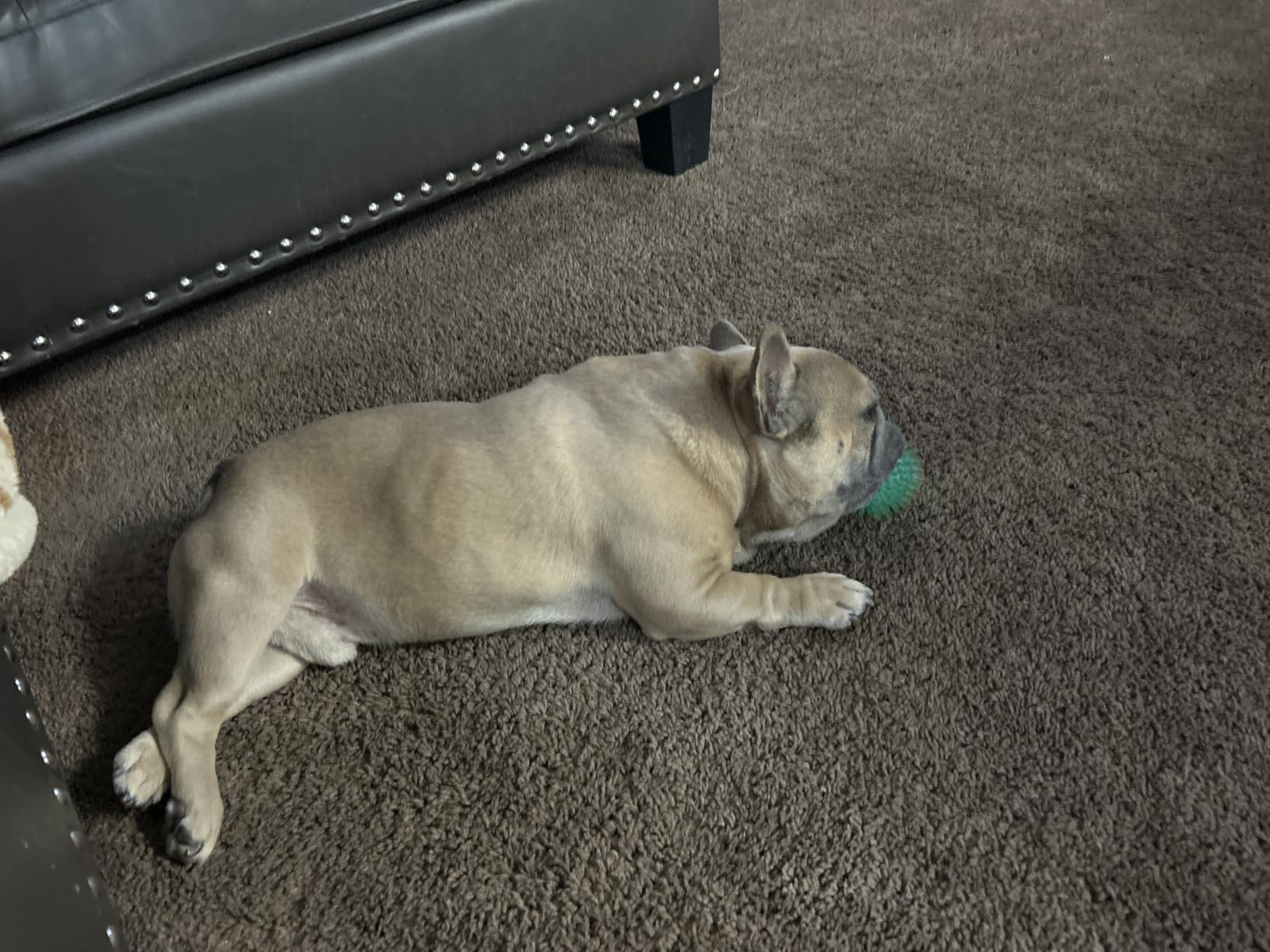 Robot Vacuum, Vacuum and Mop Robot 2 in 1, Vacuum Mop Robot with Schedule, Water Tank and Dustbin, Slim, Self-Charging, Ideal for Pet Hair, Hard Floor, Carpet customer photo 1