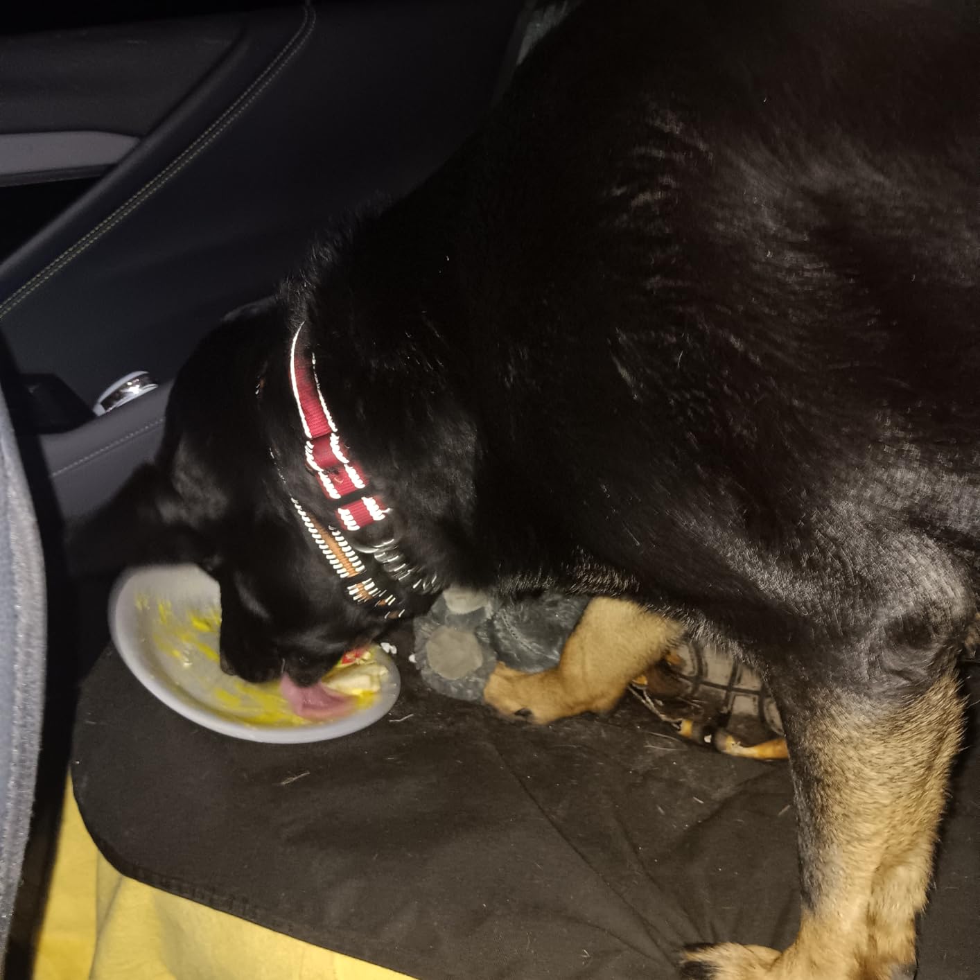 Solar Camping Lantern 4-Pack - Rechargeable LED Lights, Magnetic Base & Foldable Hanging Hook- Collapsible Lamp Battery Powered Perfect for Power Outages, Hiking, Campsites, Emergencies customer photo 1