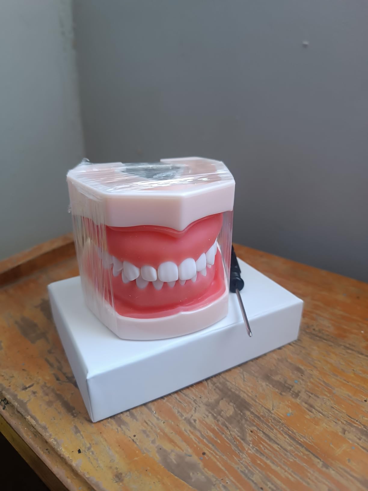 ZENFUN Standard Dental Typodont Model, Demonstration Teeth Model, Dental Model with 28Pcs Screw-in Removable Teeth Silica Gel Material Soft for Study, Teaching, Practice customer photo 1