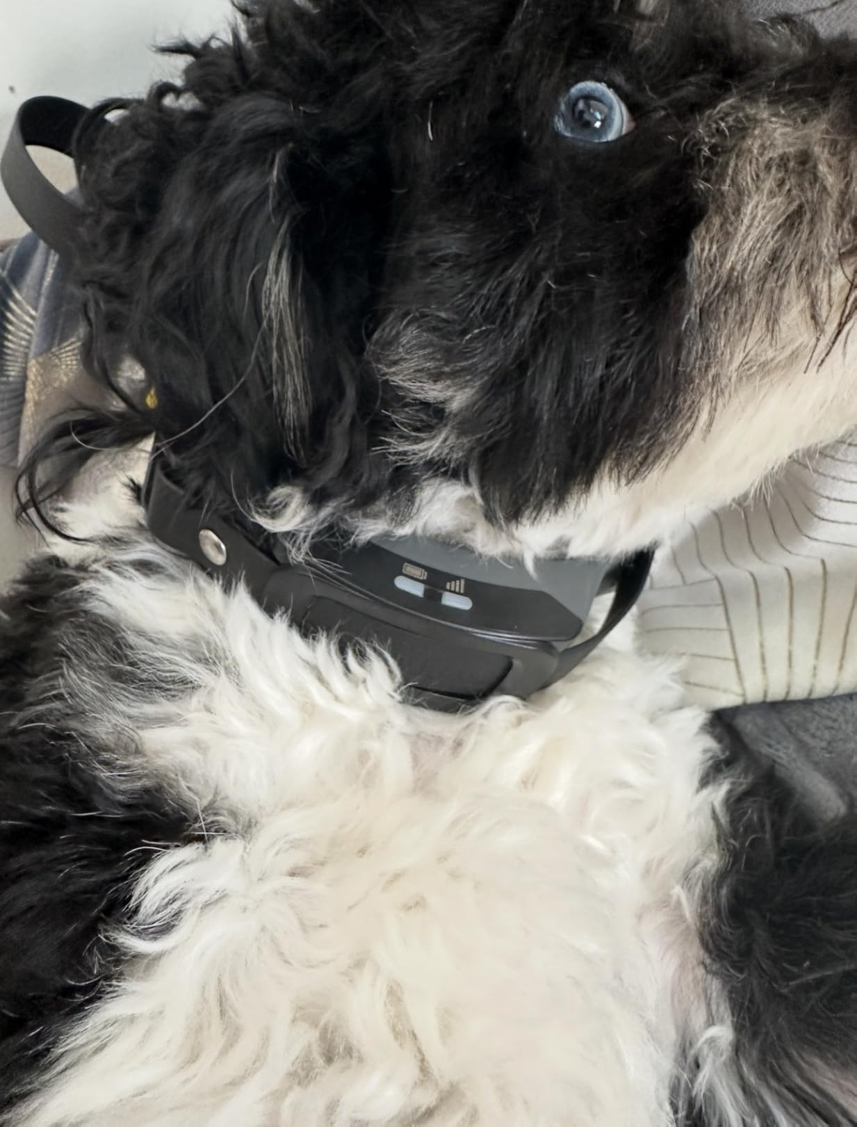 PetSafe Guardian GPS 2.0 Dog Fence + Tracking - Wireless GPS Dog Fence - Real-Time Tracking - Custom Boundaries System - Waterproof Collar - Comfortable Fit customer photo 2