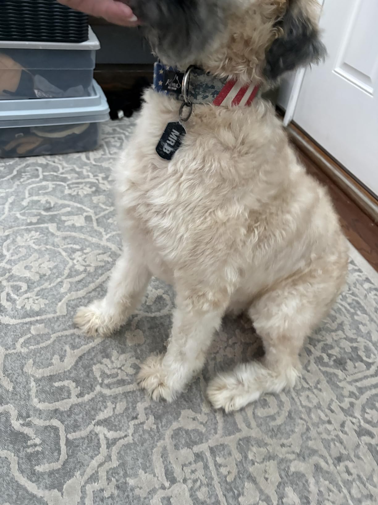 High Velocity Dog Hair Dryer 5.2HP/ 3800W Professional Dogs Blower Grooming Dryer, Adjustable Temperature and Speed Pet Dryers with 4 Nozzles and a Comb, Black customer photo 1