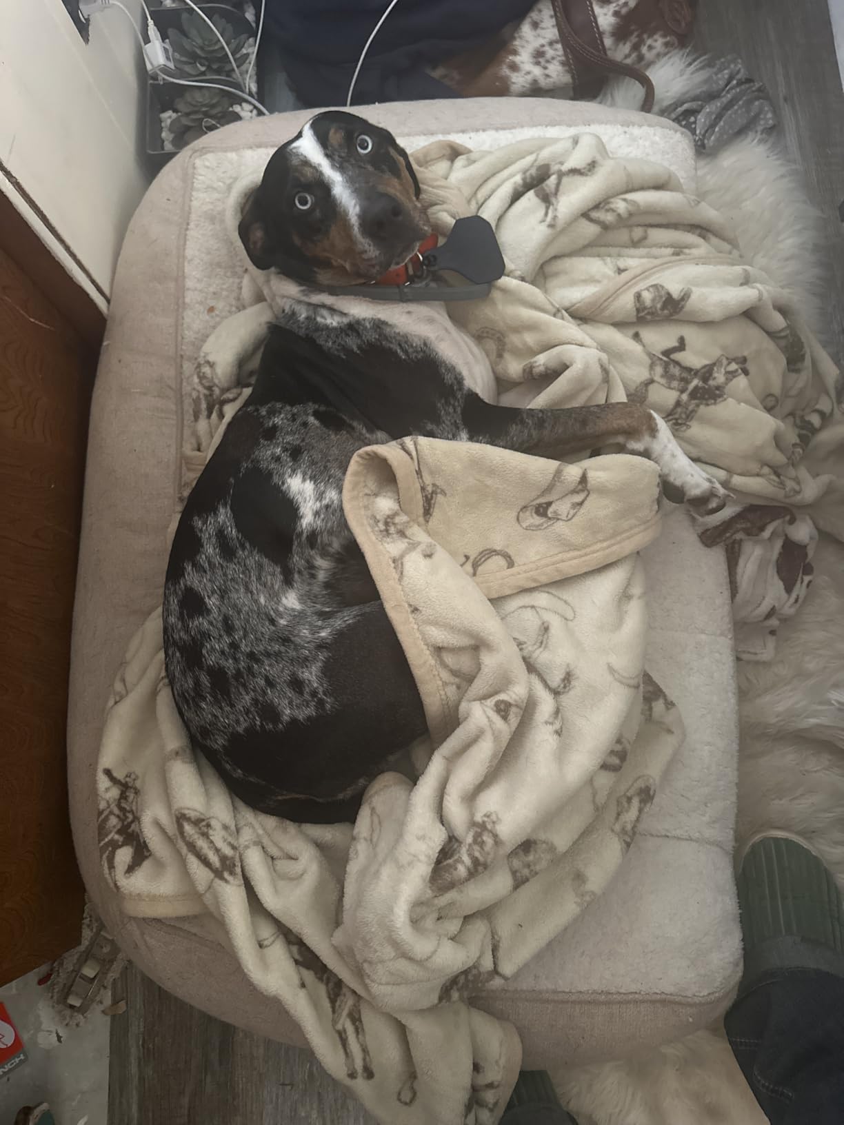 Bedsure SupportMax XL Orthopedic Dog Beds Large Sized Dog - Extra Thick Supportive Dogs Couch with Waterproof Washable Cover, Extra Large Comfort Pet Sofa with Soft Sherpa & Nonskid Bottom, Grey, 42 inch customer photo 1