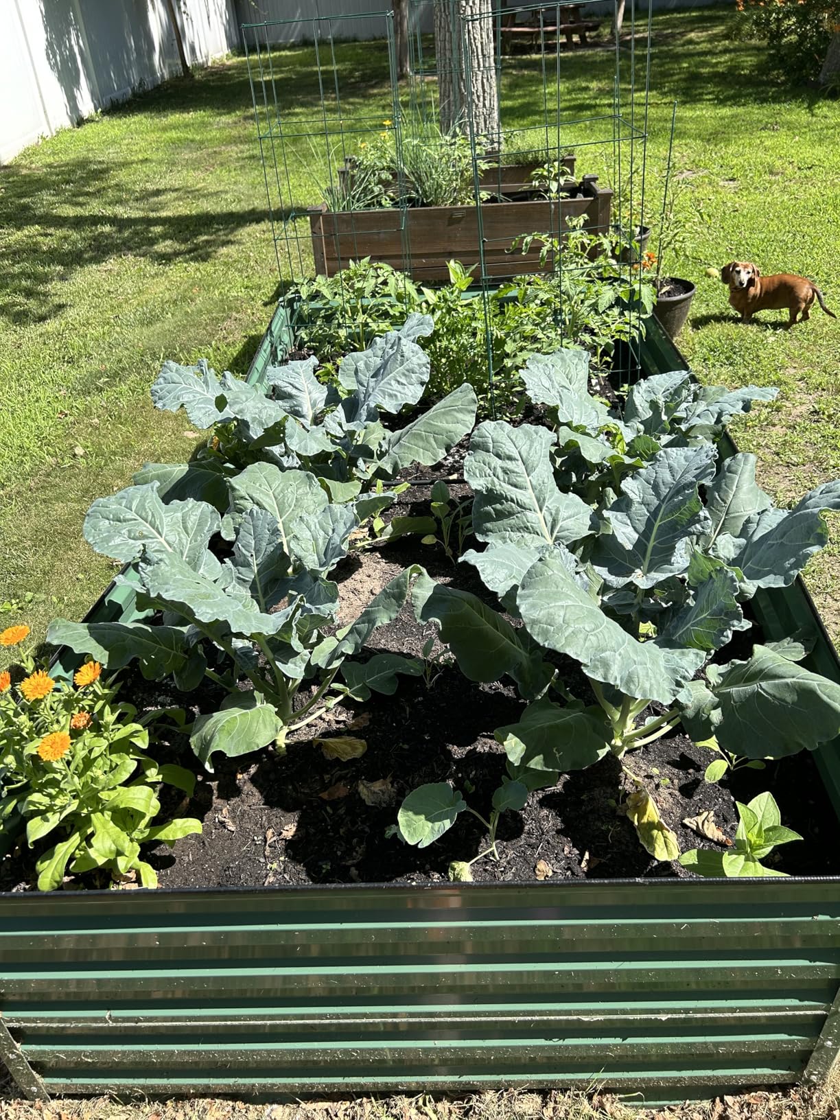 YITAHOME 96x48x24 in Galvanized Raised Garden Bed Kit, Large Metal Planter Box with Gloves, Safety Rubber & Support Rod, Outdoor Flower Bed for Plants Vegetables, Black customer photo 2