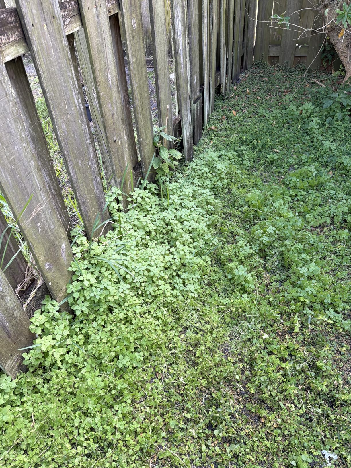 20V Cordless String Trimmer, Two 2.0Ah Battery Powered with Fast Charger, 12'' Grass Cutter with Auto Line Feed, 3-in-1 Electric Lawn Mower Grass Trimmer&Edger Lawn Tool with 8 Lines for Yard, Garden customer photo 1