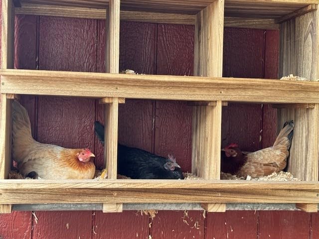 Nesting Boxes for Chickens 8 Compartment, Wall-Mounted Wooden Chicken Nesting Box, Ensuring Comfortable Egg Laying, Preventing Egg Falls, Perfect for Backyard and Poultry Farms customer photo 2