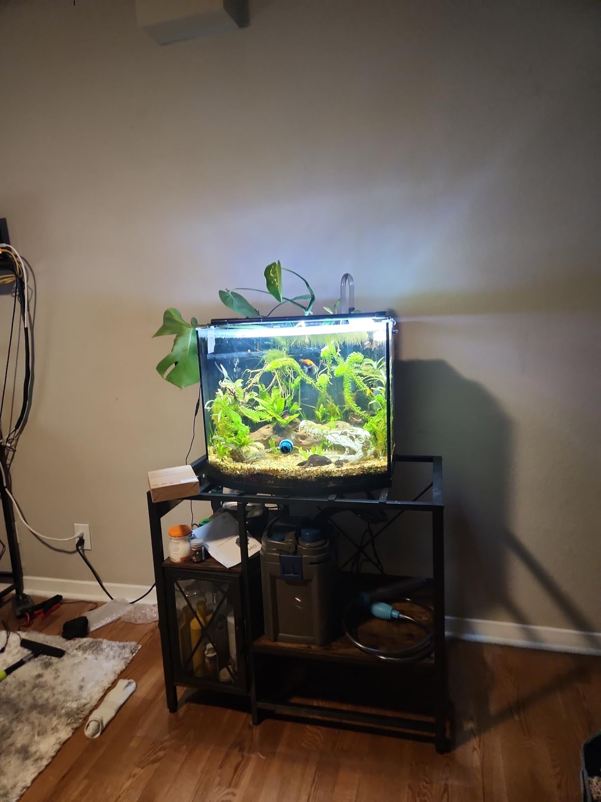 OASE BioMaster 2 250 Canister Filter for Aquariums - External Aquarium Filter with EasyClean Pre-Filter - Quiet Performance - Freshwater & Saltwater, Up to 70 Gallons customer photo 1