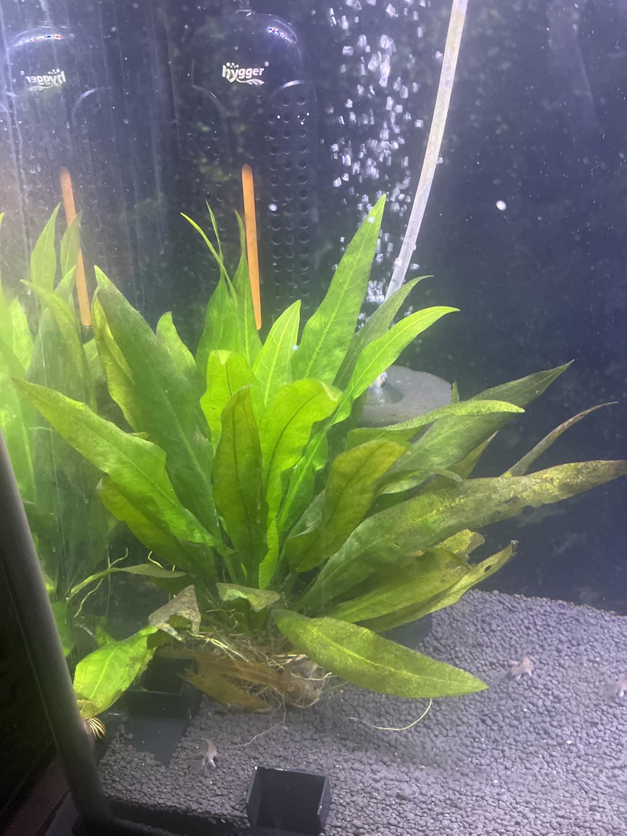 hygger Aquarium Air Pump, Quiet Adjustable Fish Tank Air Pump, 4W/7W/11W Powerful Oxygen Aerator Dual Stainless Steel Outlets with Air Stone Bubbler for Small Medium Large Fish Tank, Hydroponic customer photo 1