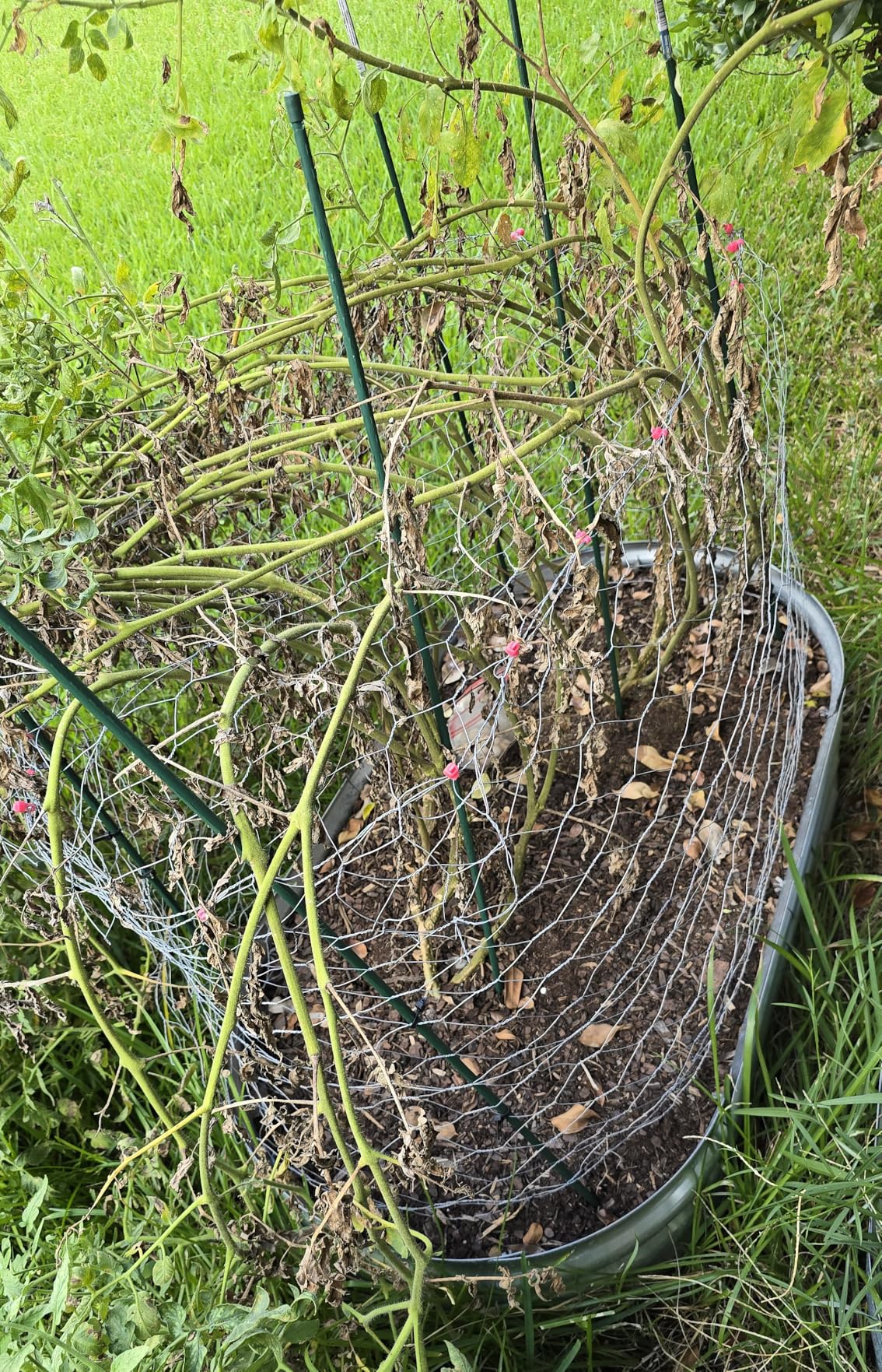 Galvanized Raised Garden Bed Kit, Planter Garden Boxes Outdoor, Oval Large Metal for Vegetables Fruits, Flowers Planter Boxes, Easy Assembly Garden Bed Kit 4x2x1 FT (2-Pack) customer photo 2