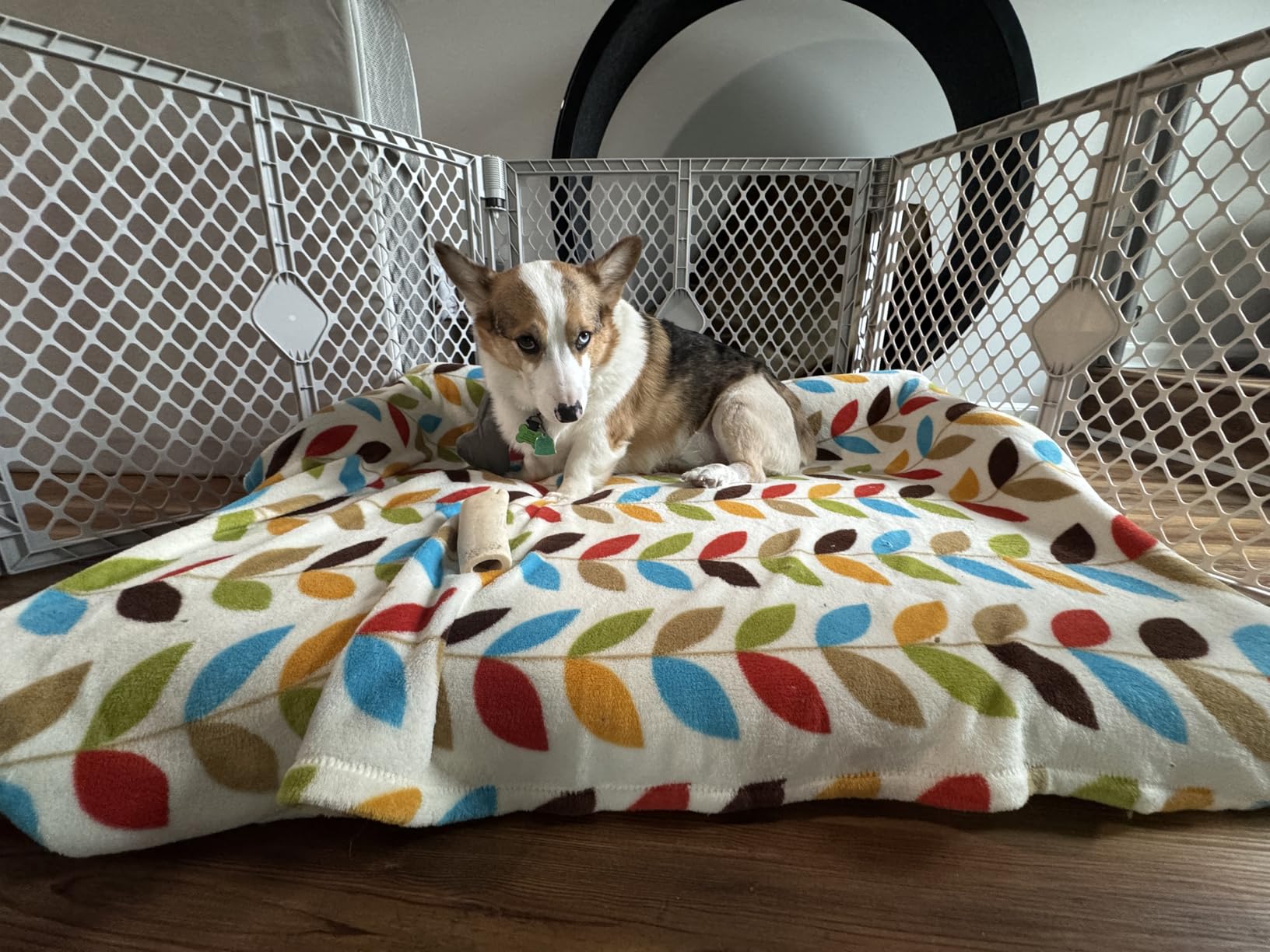 XL Orthopedic Dog Bed, Extra Large Dog Bed, Dual-Sided Pet Cooling Beds with Memory Foam Washable Cover Nonslip Bottom, Waterproof XLarge Pet Couch Beds with Bolsters, Light Grey customer photo 2