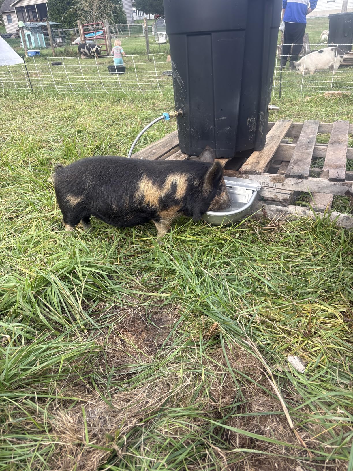 Automatic Animal Drinking Water Bowl with Drain Hole & Float Valve, 71