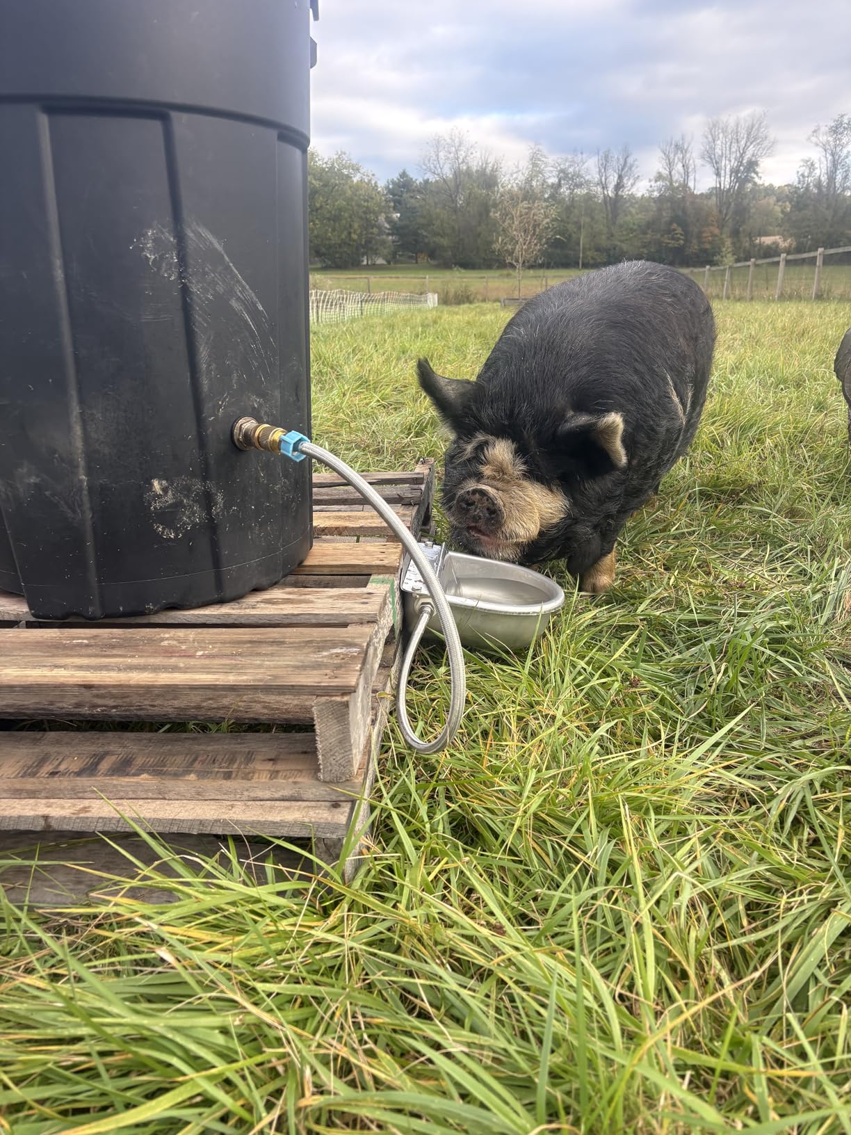 Automatic Animal Drinking Water Bowl with Drain Hole & Float Valve, 71