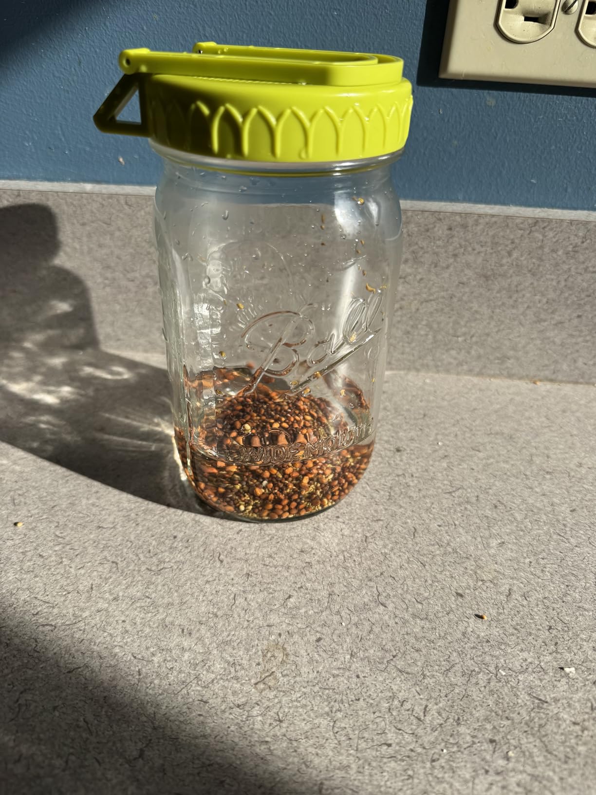 Sprouting Kit for Wide Mouth Mason Jars, 2-Pack BPA-Free One-Piece Sprouting Lids with Built-In Stand, Seed Germination Jar Sprouter Lid, Fits Wide Mouth Jars (3.38