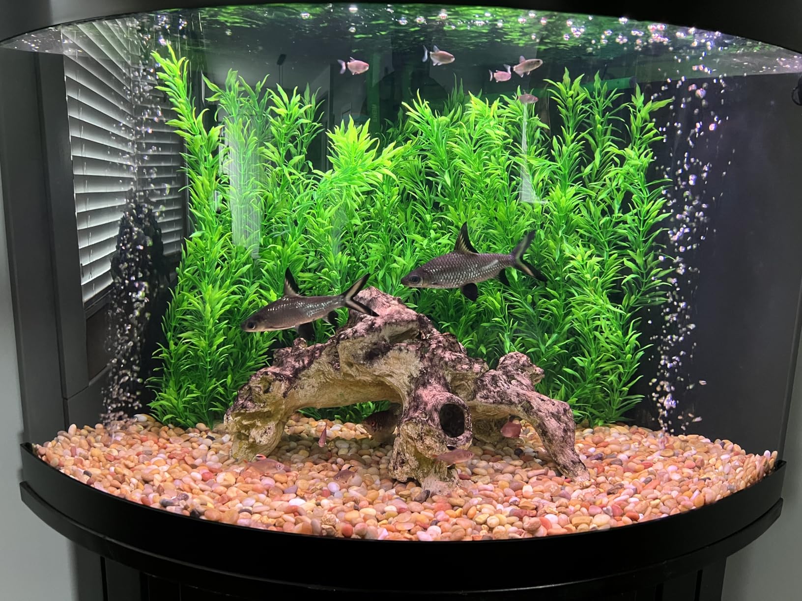 QZQ Aquarium Air Pump, Quiet Fish Tank Air Pump with Dual Outlets, 3W/5W Powerful Adjustable Oxygen Pump with Accessories, Aquarium Bubbler Aerator for Fish Tank Up to 80 Gallon (3W) customer photo 2