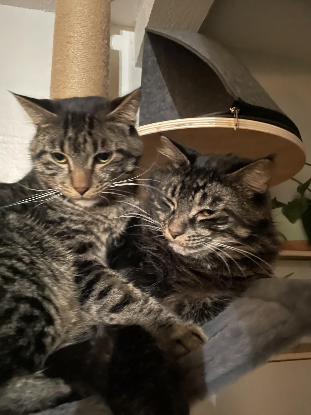 FUKUMARU Floor to Ceiling Cat Tree, 6 Level Adjustable Height (6-10 ft) Climbing Tower with Thickened Scratching Posts, Cats Activity Center with Cozy Hammock - Beige customer photo 2