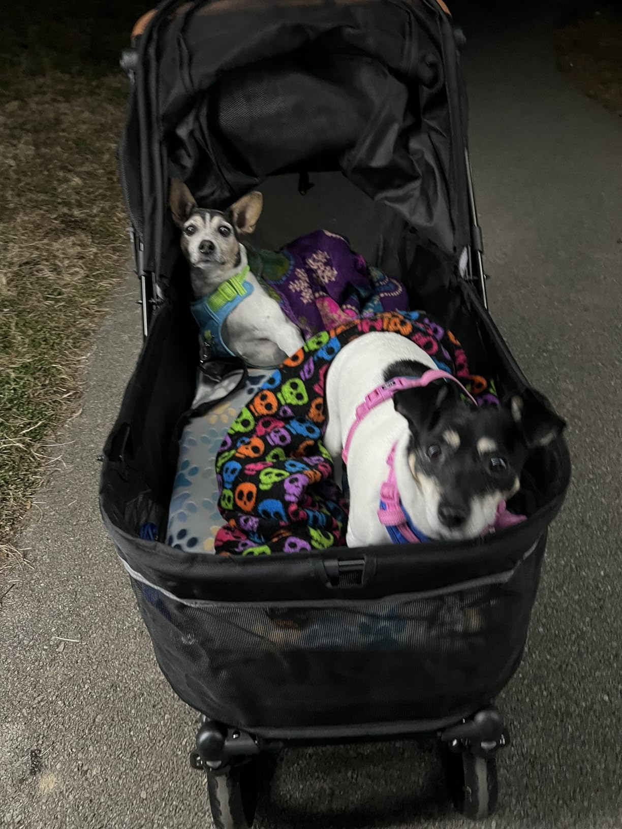 Zoosky Pet Stroller for Large Dogs up to 110lbs, Large Pet Stroller | Multiple Pets(31