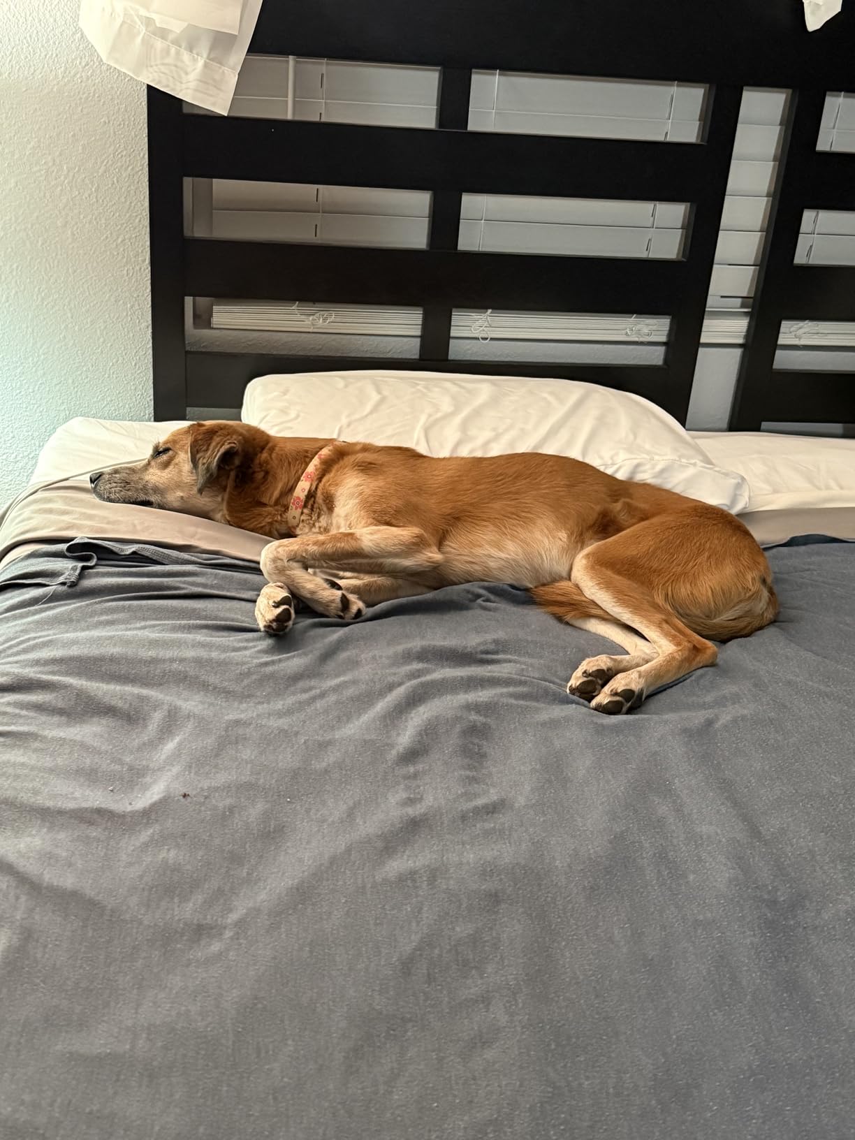 Wapaneus Heated Mattress Pad Queen Size 10 Heat Settings & Dual Control with 1-12 Hours Timer Auto Off,Deep Pocket Fits up to 18