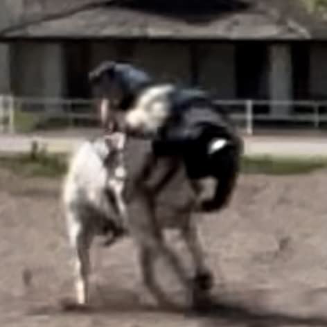 HILASON Western Adult Safety Equestrian Eventing Protective Protection Vest | Horse Riding Unisex customer photo 2