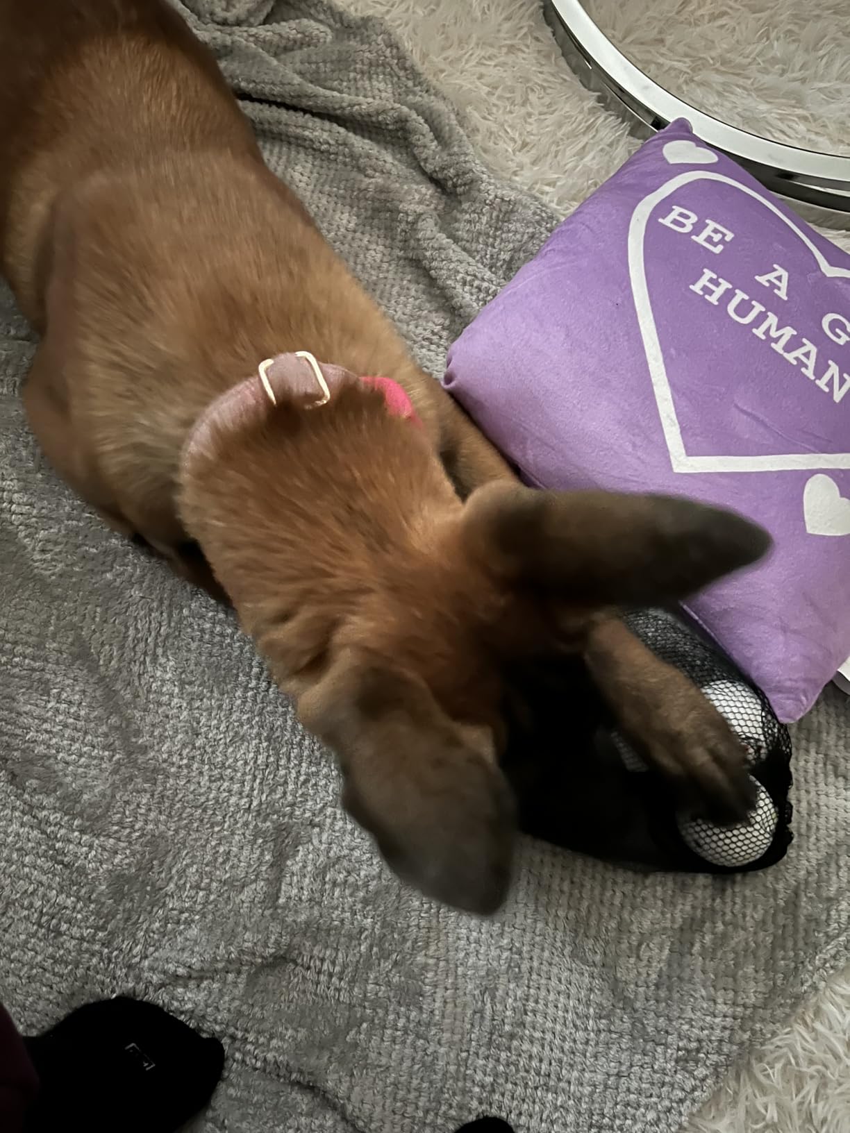 Dog Ball Thrower Launcher, Automatic Ball Launcher for Dogs, 3 Adjustable Distance Settings, Indoor OutdoorInteractive Toy, with 3 2.3-inch Balls, Small/Medium Sized Dog Thrower customer photo 2