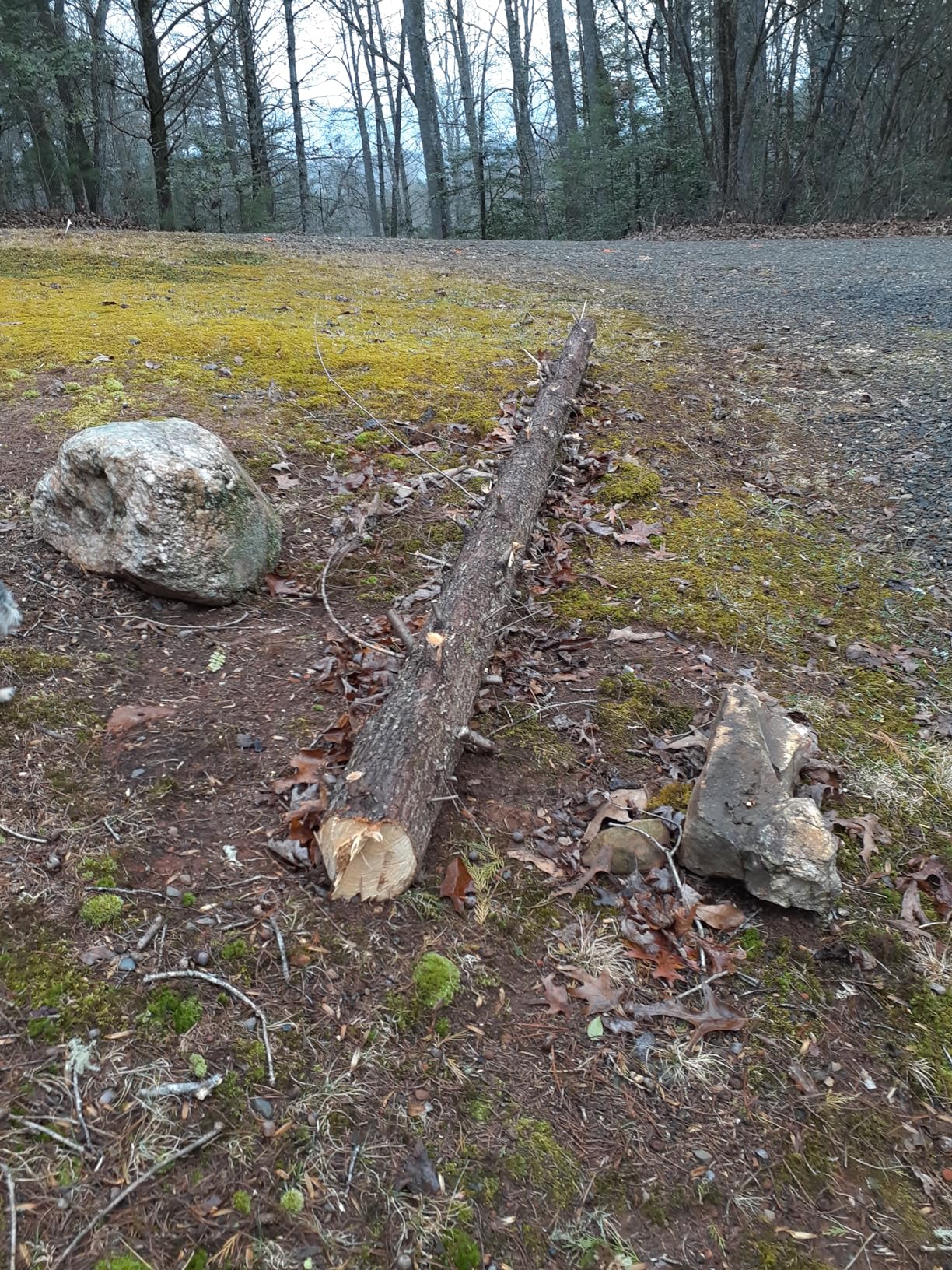 2-in-1 6 In Mini Chainsaw & Electric Pole Saw, Electric Pole Saws for Tree Trimming, 21V Cordless Battery Chainsaw Powered with 2 Batteries, Auto-oil, Chain saw for Tree Pruning/Wood Cutting customer photo 2