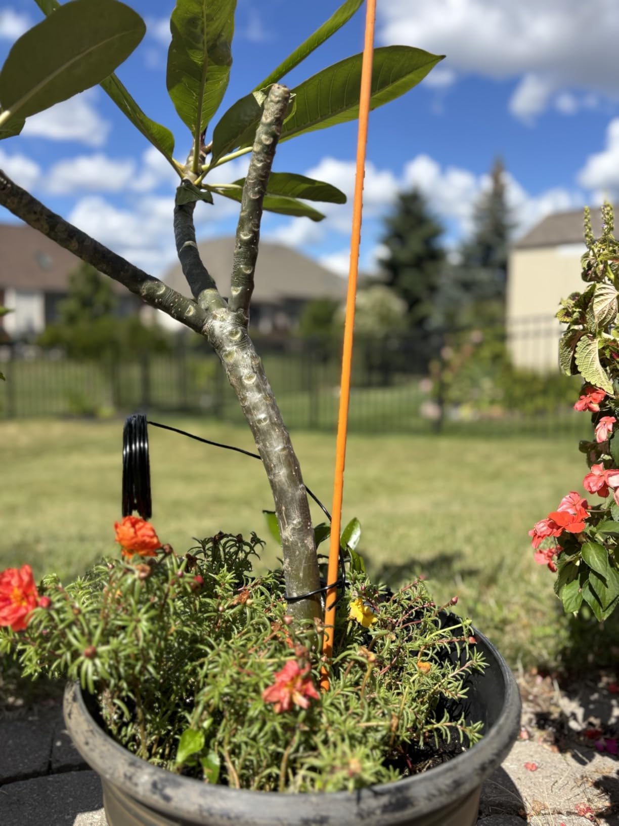 189FT Easy to Bend Bonsai Wire, Aluminum Bonsai Tree Wire in 5 size -1mm,1.5mm,2mm,2.5mm,3mm with Cutter set for Training Thin or Thick Branches customer photo 1