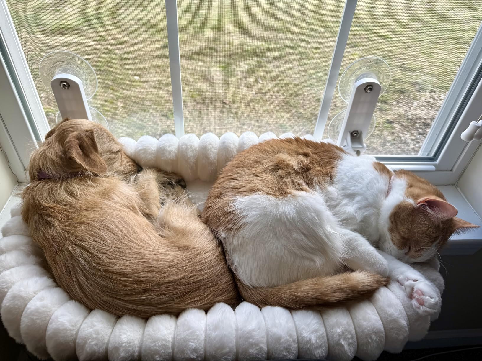 Zakkart SnugCloud Foldable Cat Window Perch - Cordless, Ultra Soft Machine Washable Bed with 4-Sided Bolster, Metal Frame - Window Hammock for Large Cats and Kittens (Cream White, Medium) customer photo 1