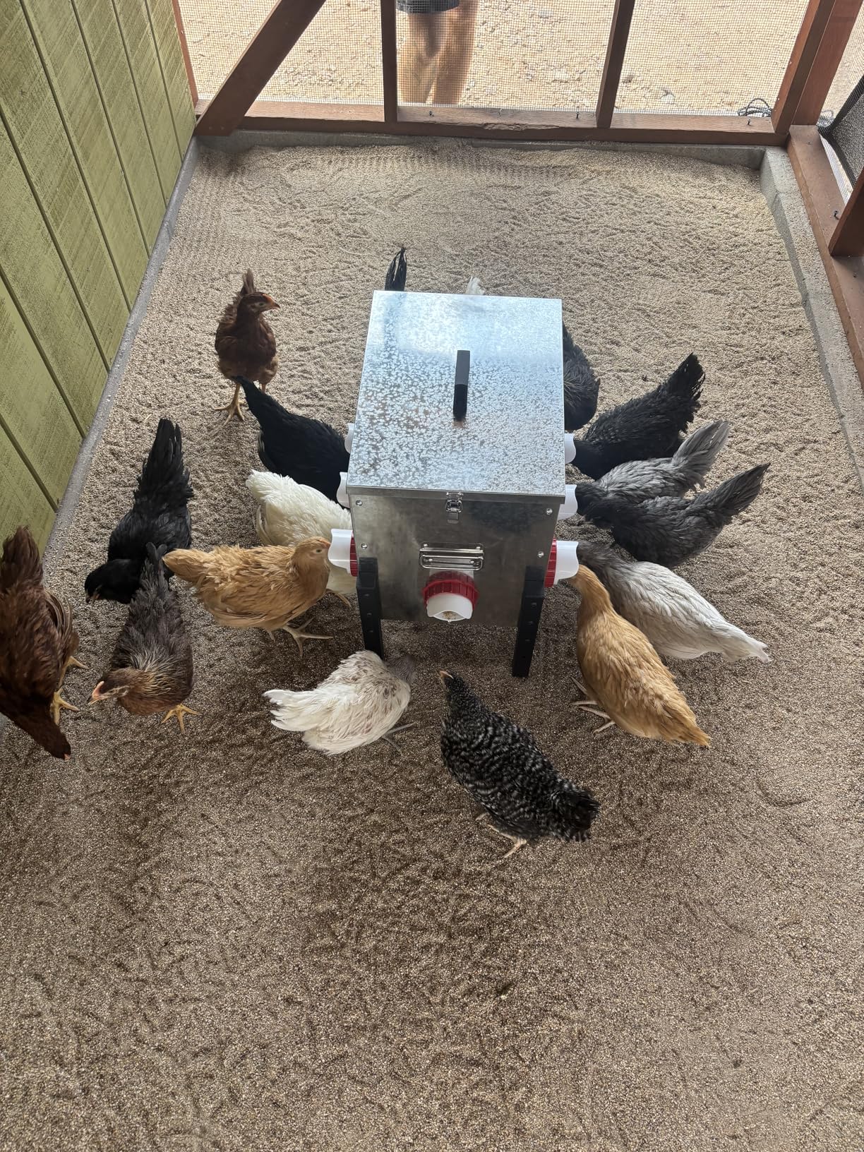 100LB Automatic Chicken Feeder with Cover - Large Capacity Metal Chicken Coop Feeder with 12 Feed Ports, Adjustable Legs Rainproof No Waste Outdoor Poultry Feeder for Hens & Free Range Flocks customer photo 2