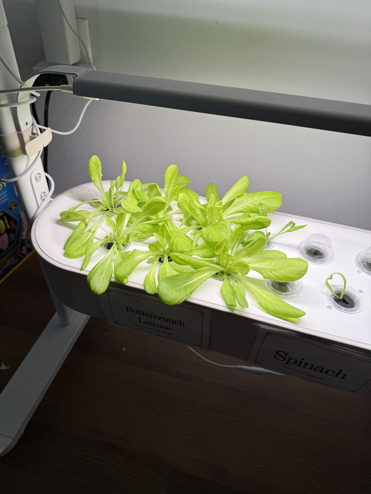 SUNCOZE 2-Tier Hydroponics Growing System Kit with 24 Pods - Full Spectrum Grow Lights, Hydroponic System equipped with smart controller, Indoor Herb Garden Kit for Vegetables, Herbs, Fruits & Flowers customer photo 1