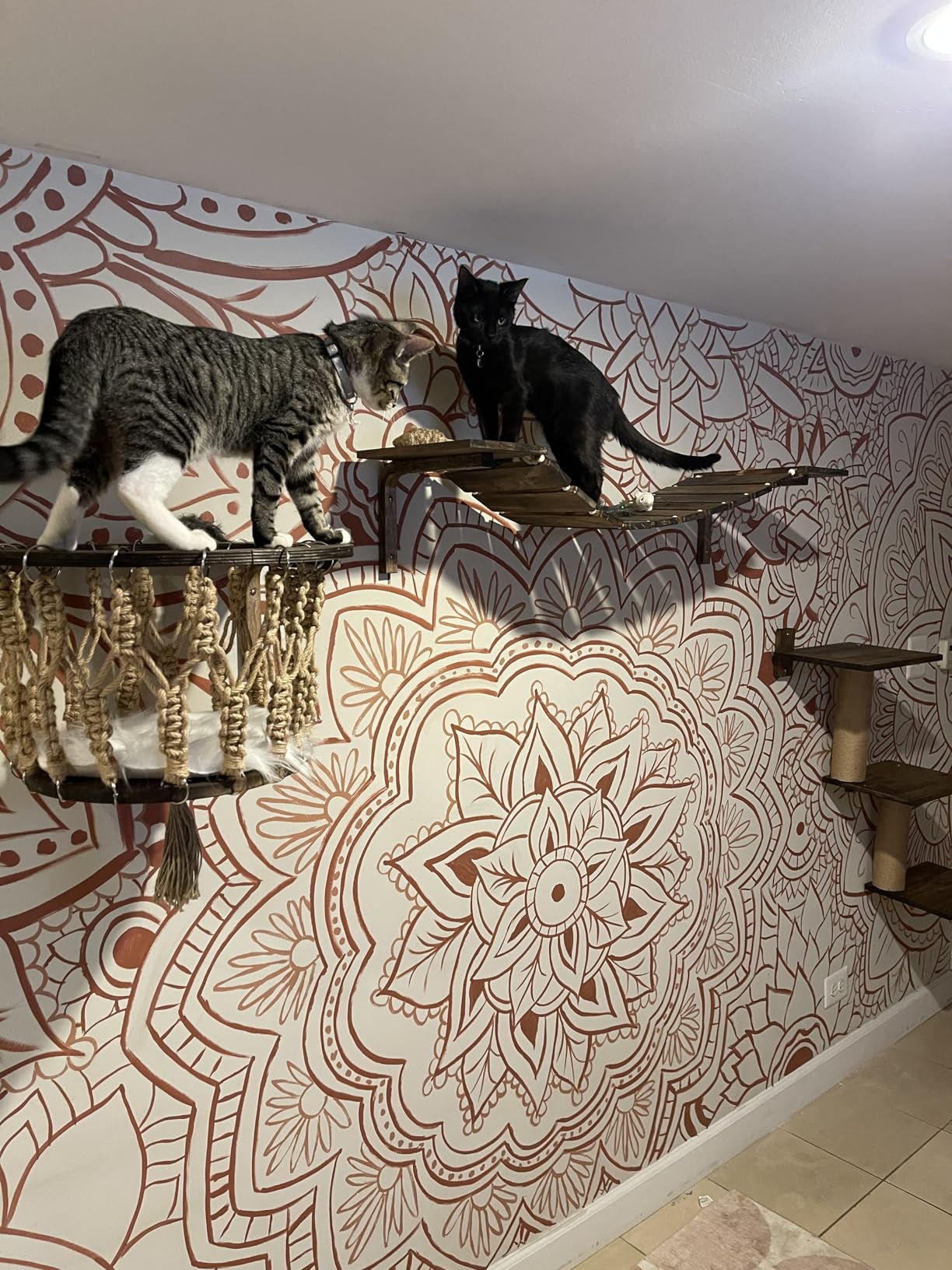 Cat Wall Shelves and Perches, Wall Mounted Cat Furniture with Hammock, Bridge, Tree, Steps and Scratching Posts, Wooden Climbing System for Indoor Large Cats and Kittens customer photo 1