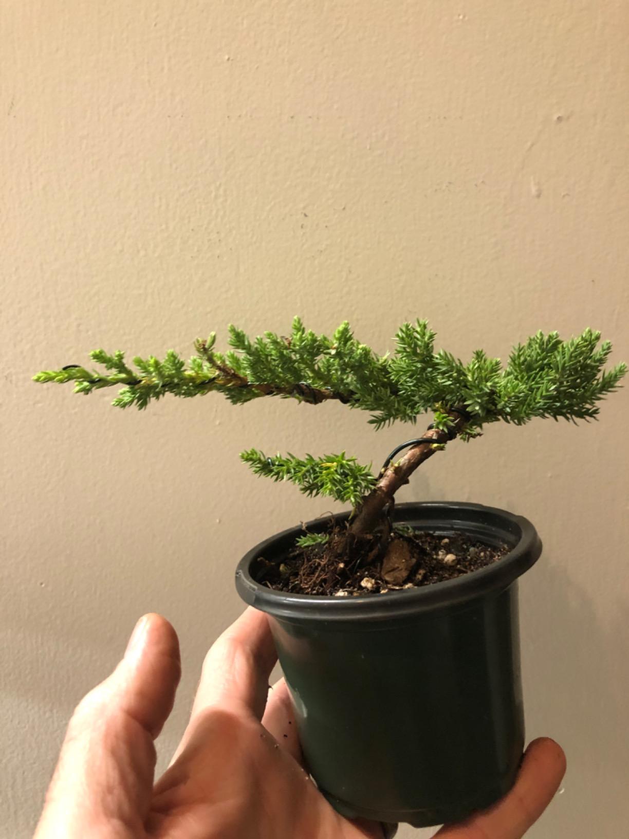 Bonsai Wire Kit 8Pcs, 7 Roll Aluminum Training Wire Coils with Cutter Set -1/1.5/2.0/3.0mm Multiple Sizes Bonsai Accessories for Bonsai Trees Branch Control Plant Shaping customer photo 2