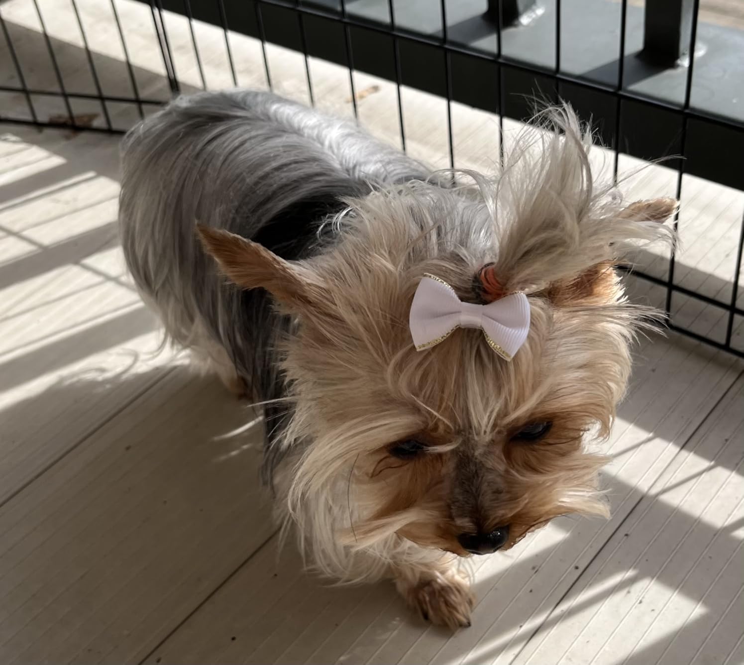 Casfuy New 6-Speed Dog Nail Grinder - 50% More Power Dog Nail Trimmers with 2 LED Lights Quiet 7h Running Time Electric Pet Nail Grinder File Toenail Grinder for Large Medium Small Dogs & Cats (OR) customer photo 2