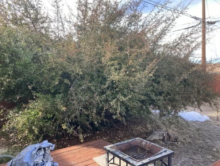 WEN Electric Pole Saw, Corded, 8-Amp, 10-Inch with 14-Foot Reach (CP0810) customer photo 1