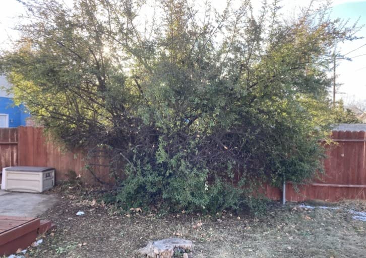 WEN Electric Pole Saw, Corded, 8-Amp, 10-Inch with 14-Foot Reach (CP0810) customer photo 2