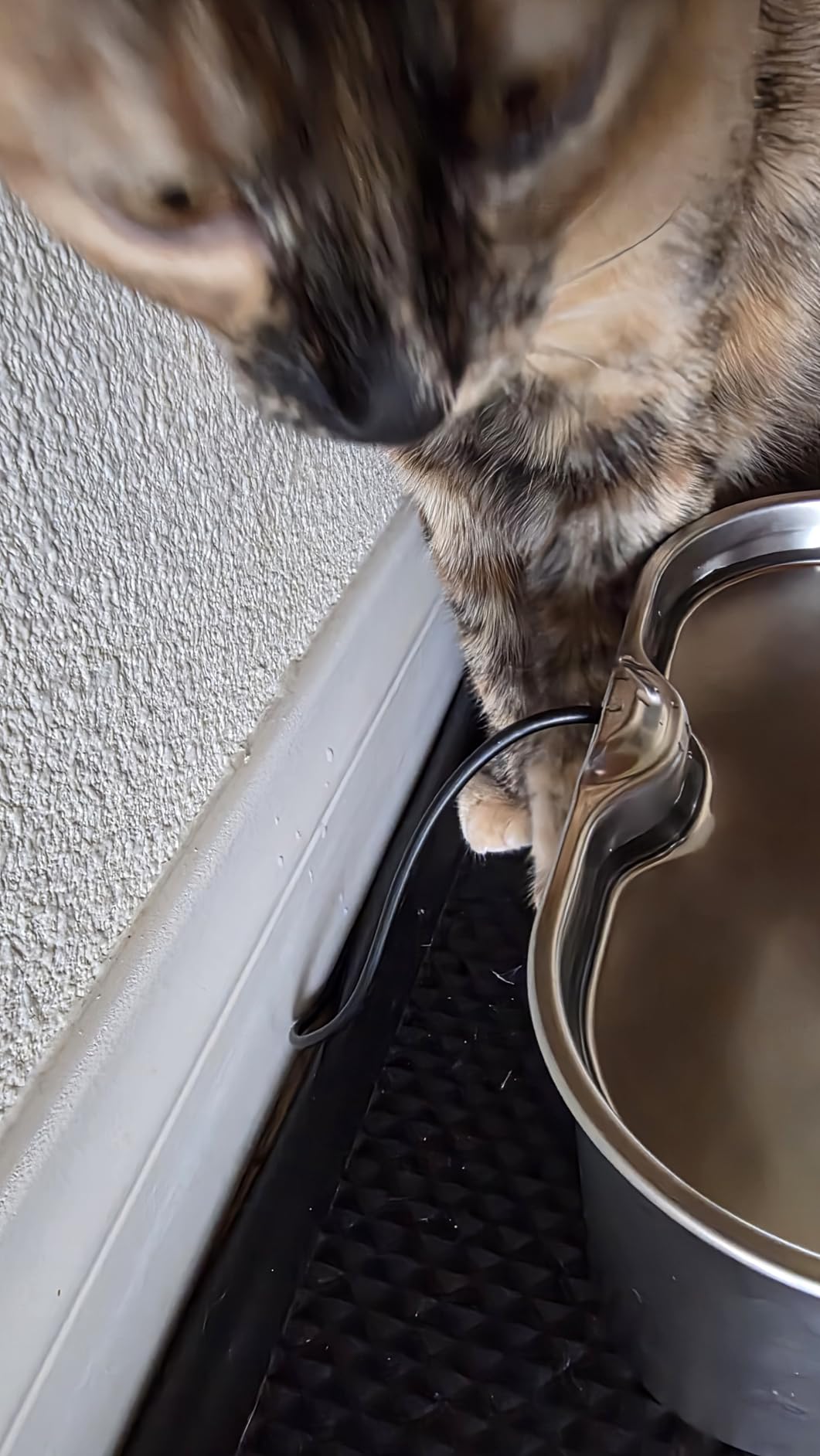 Stainless Steel Cat Water Fountain, 2.8L with 20dB Ultra-Quiet Pump- Ideal for Timid Pets, LED Water Level Window, Dishwasher Safe, 24/7 Circulation- Includes 3 Replacement Filters customer photo 1