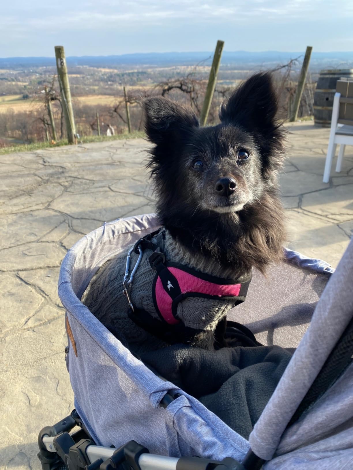 Pet Stroller for Small Medium Dogs Cats Up to 45 lbs, Travel Lite Collapsible, All Terrain 4 Wheels for Jogging, Running, Grey customer photo 1