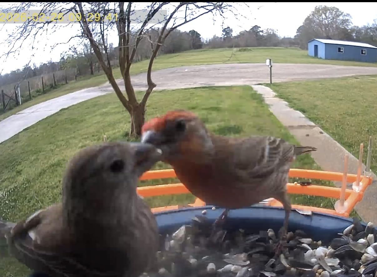 Smart Bird Feeder with Camera, 2K HD AI Identify Birds Species, Bird Watching Camera with Solar Panel, Gift for Mom Dad Birdlovers customer photo 1