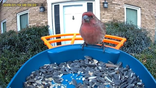 Smart Bird Feeder with Camera, 2K HD AI Identify Birds Species, Bird Watching Camera with Solar Panel, Gift for Mom Dad Birdlovers customer photo 2