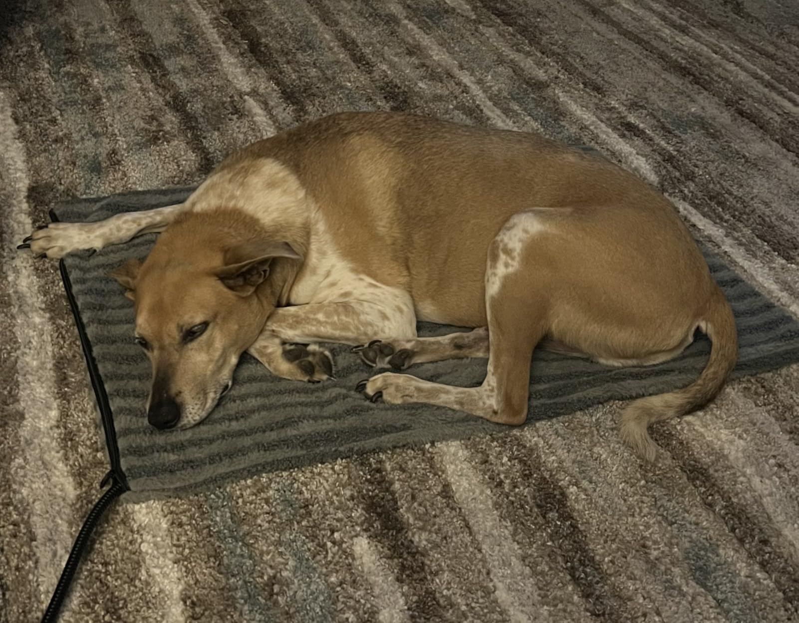 Large Pet Heating Pad, Waterproof Heated Dog Cat Bed with 11 Adjustable Temperatures & 24H Timer, Auto Shut-Off, Chew-Resistant Cord, Washable Cover, Indoor Electric Heating Mat, Grey, L(35 x 24) customer photo 1