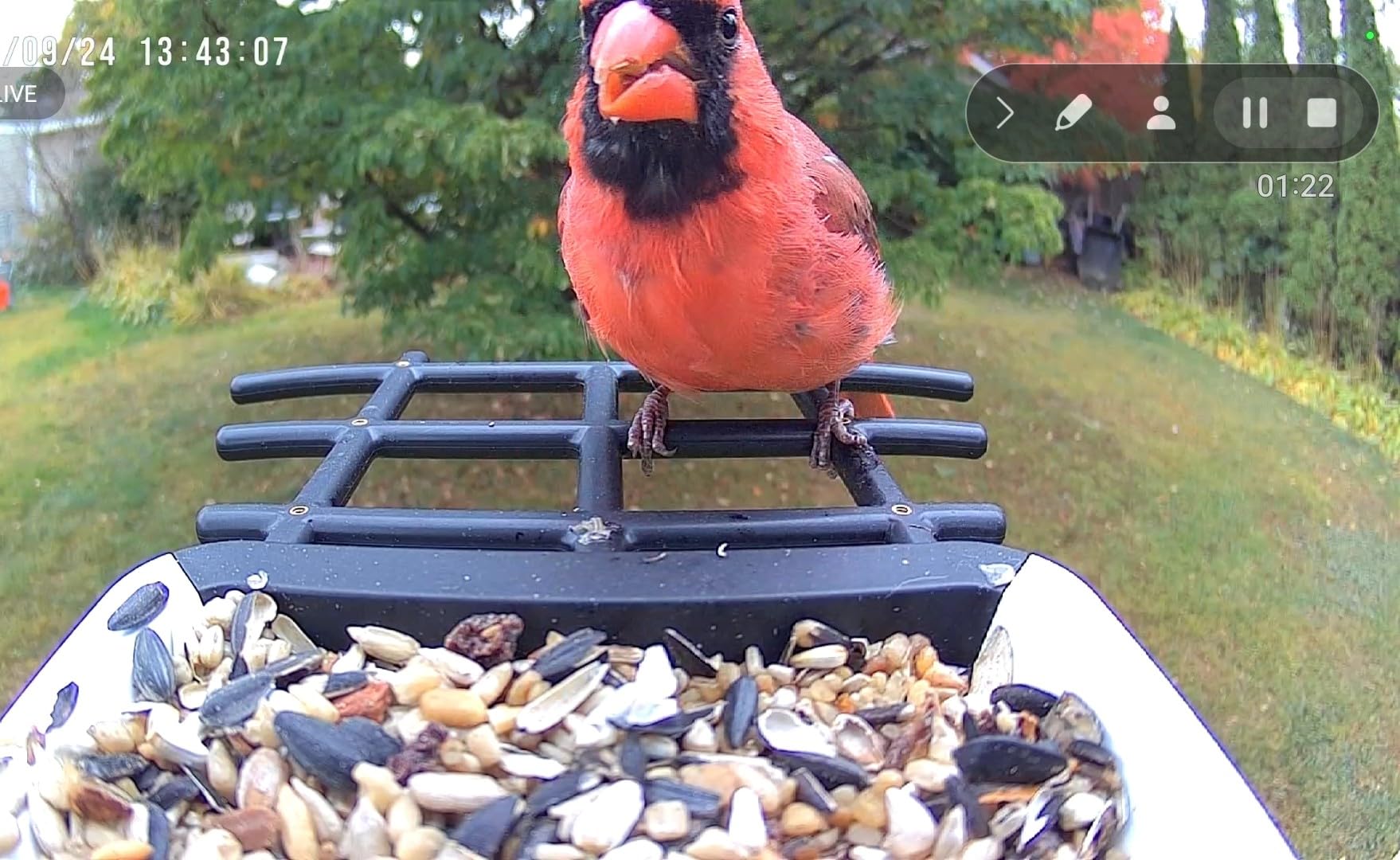 Smart Bird Feeder with Camera - Solar Powered Bird Watching Camera with 2K HD Live View, Auto Capture & AI Identify 10,000+ Species, 2.4G WiFi Outdoor Birdhouse, Ideal Gifts for Bird Lovers customer photo 2