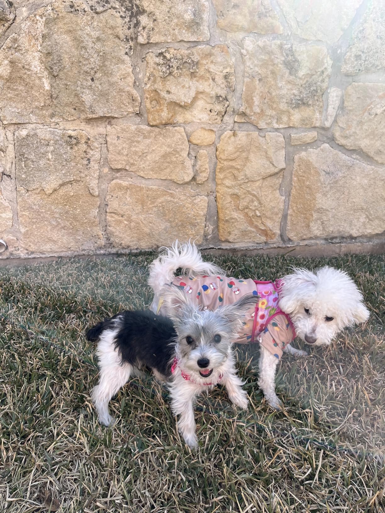 Automatic Ball Launcher for Dogs, The Upgraded Ball Thrower Adjustable Distance 20-45ft Including 6 PCS 2.3-inch Sized Balls, Interactive Dog Toys Suitable for Small to Medium Sized Dogs customer photo 2