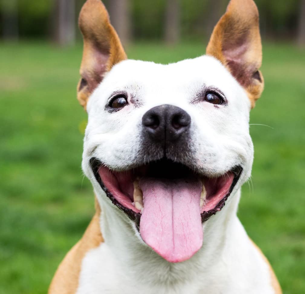 GPS Wireless Dog Fence System for 2 Dog, Electric Satellite Technology Pet Containment System by GPS Signal Boundary Pets with Waterproof & Rechargeable Collar Receiver (White) customer photo 1