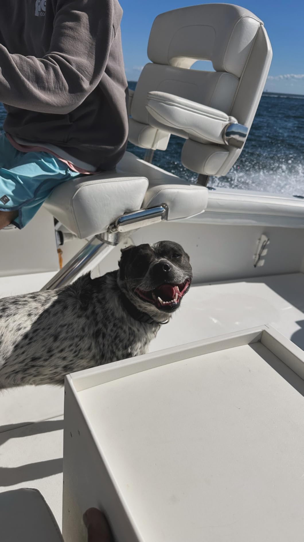 New Fi Series 3+ Smart Dog Tracker Collar [6 Month Membership Included] GPS Tracker for Dogs with Health & Behavior Monitoring, Escape Alerts, Waterproof, LED, Apple Watch Compatible (Blue, Medium) customer photo 2