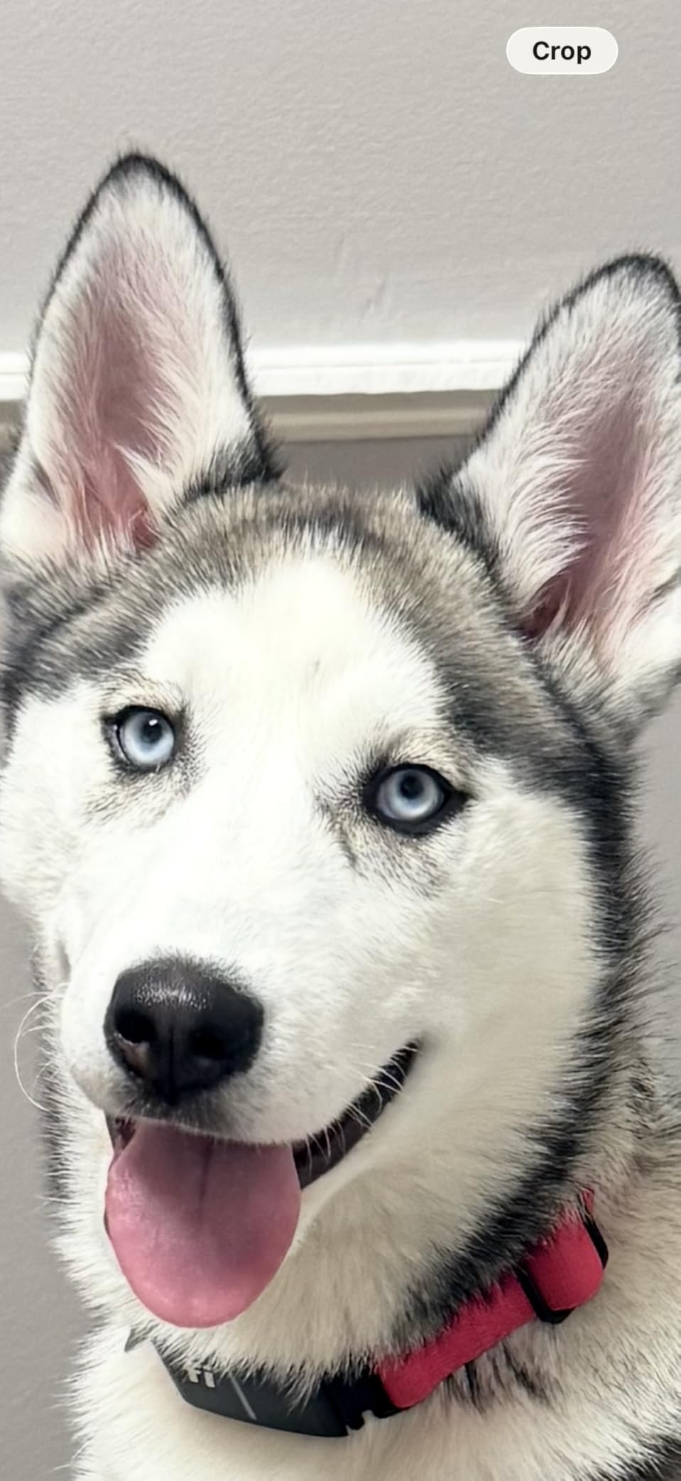 New Fi Series 3+ Smart Dog Tracker Collar [6 Month Membership Included] GPS Tracker for Dogs with Health & Behavior Monitoring, Escape Alerts, Waterproof, LED, Apple Watch Compatible (Pink, Large) customer photo 1