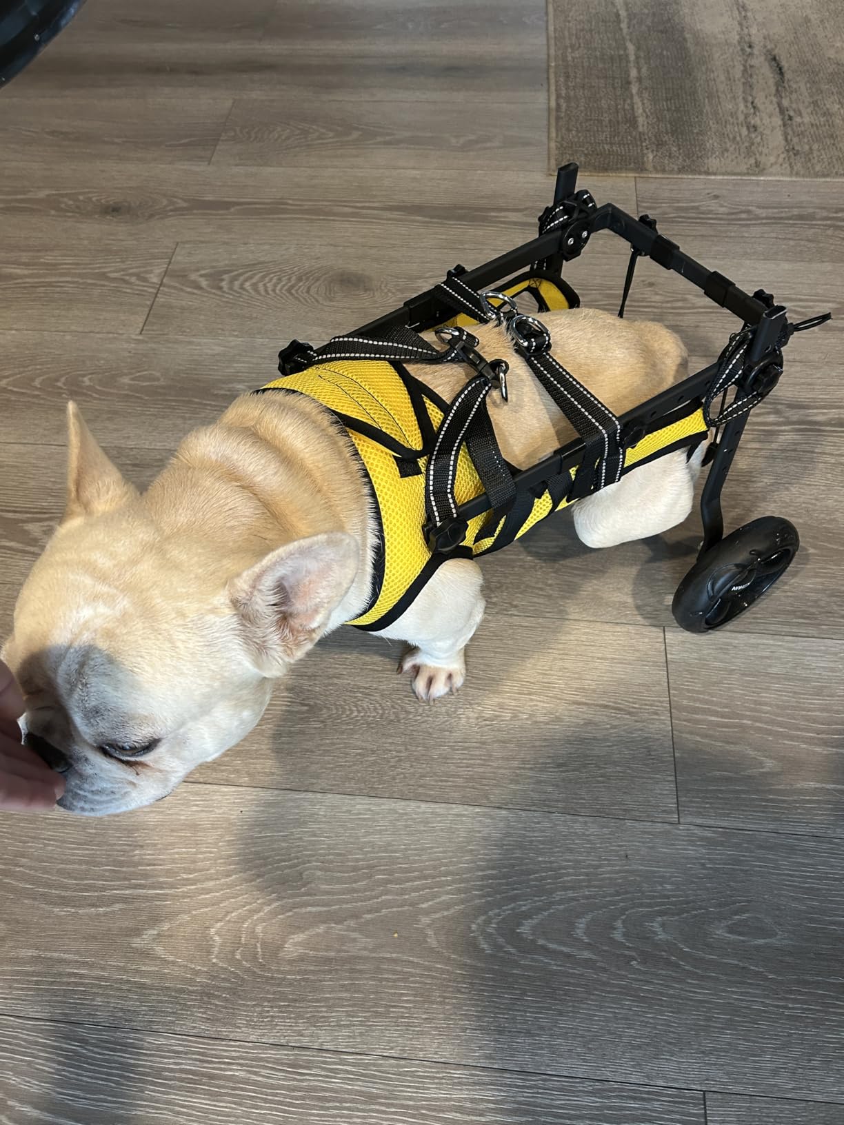 Dog Wheelchair for Back Legs, LED Small Wheelchair for Dogs with Portable Pet Lift, Adjustable Dog Wheels for Disabled Back Legs, Lightweight Dogs Carts with Wheels customer photo 1