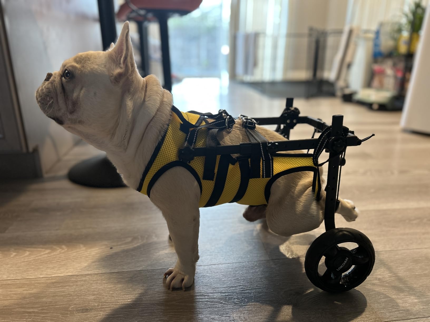 Dog Wheelchair for Back Legs, LED Small Wheelchair for Dogs with Portable Pet Lift, Adjustable Dog Wheels for Disabled Back Legs, Lightweight Dogs Carts with Wheels customer photo 2