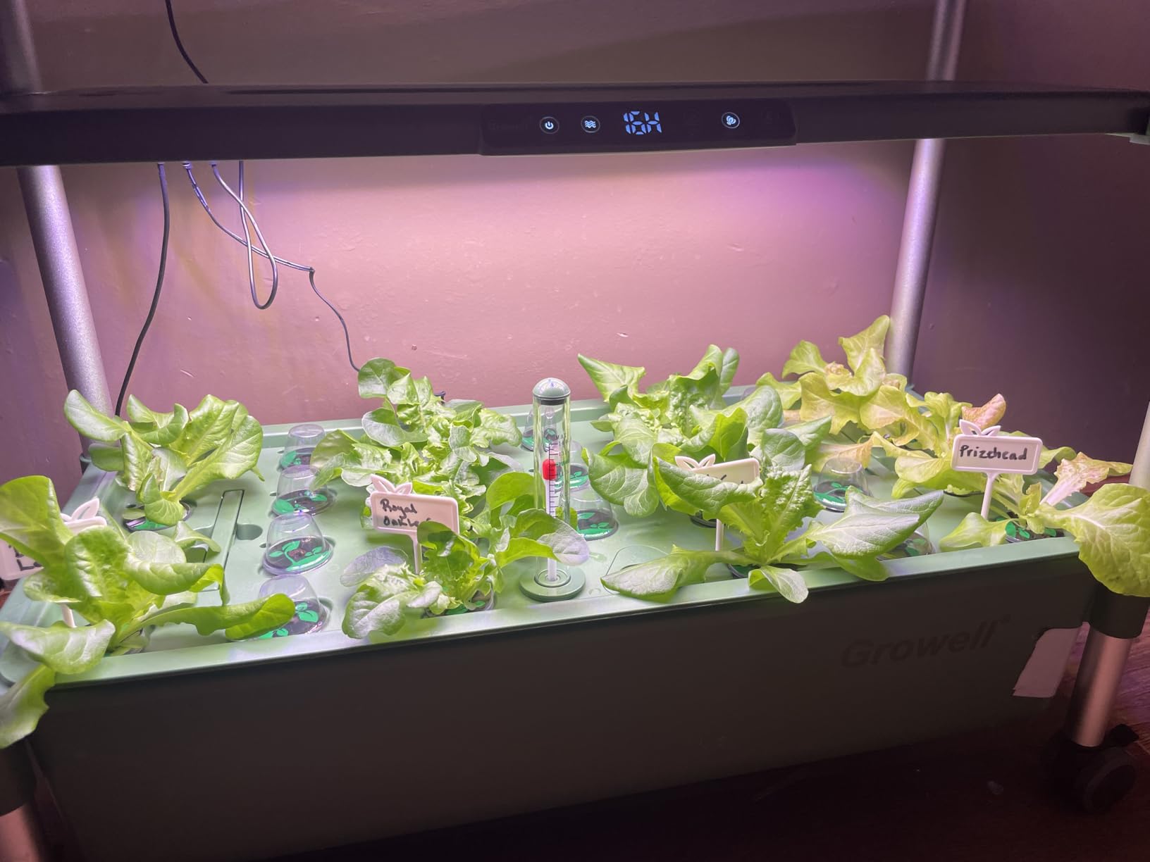 Hydroponics Growing System Kit, 81 Pods Vertical Indoor Herb Garden with Smart LED Grow Light, Auto Circulating Water Pump Each Tier, 42L Hydroponic Gardening Systems for Ideal Gifts (Black) customer photo 2